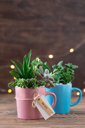 Handmade home decoration with succulents in blue and pink tea mug, coffee cup, present concept with a copyspaceの写真素材