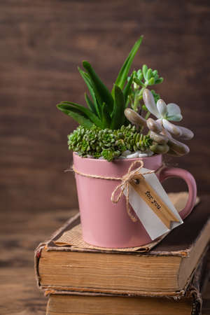 Handmade vintage home decoration with succulents in pink tea mug, coffee cup, present conceptの写真素材