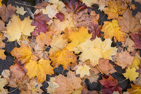 Background texture of fallen colorful maple tree leaves, tonedの写真素材