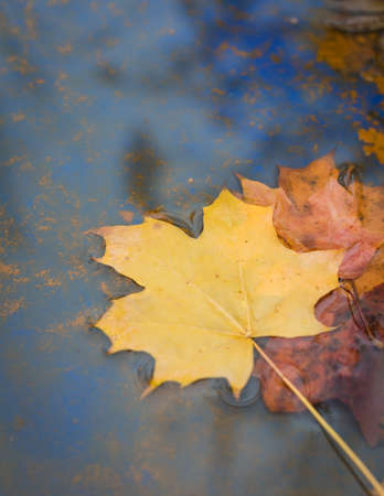 Yellow maple leaf floating in blue water, tonedの写真素材