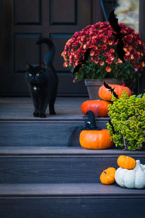 Halloween garden composition - black cat, bright orange pumpkins, colorful chrysanthemum potted, front door steps decoration, tonedの写真素材