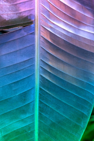 Relaxing moody dramatic neon textured green leaf close up backgroundの写真素材