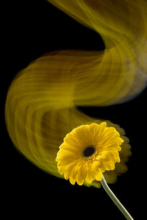 Gerbera flower of yellow color isolated on black background, close up, long exposureの写真素材