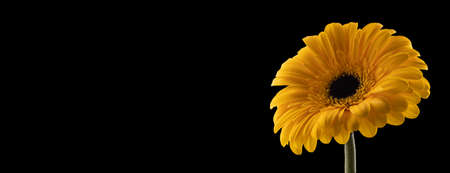 Gerbera flower of yellow color isolated on black background, close up, long exposureの写真素材