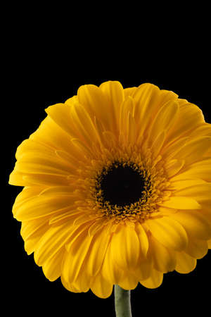 Gerbera flower of yellow color isolated on black background, close up, long exposureの写真素材