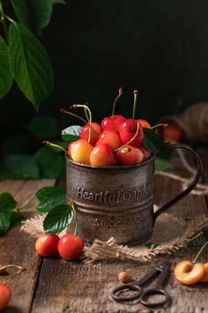Yellow and red cherries in a vintage cupの写真素材