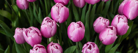 Delicate pink fresh tulips in the garden backgroundの写真素材