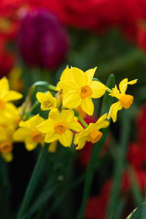 Amazing Yellow Daffodils flowers in the field, close up, selective focusの写真素材