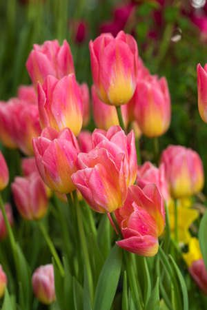 Fresh delicete pink and yellow tulips, spring sunshine time, 8 March, Mothers Day holidays greetings concept, bannerの写真素材