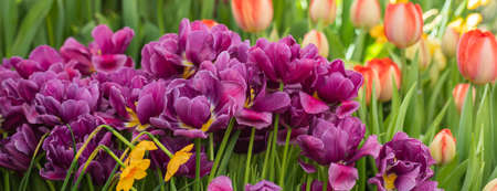 Fresh colorful tulips, spring sunshine time, 8 March, Mothers Day holidays greetings concept, bannerの写真素材