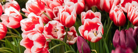 Red and white tulips flowering in the spring sunlight, soft selective focusの写真素材