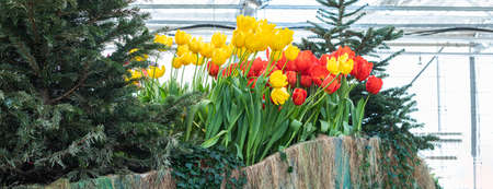 Potted Garden Spring Easter Tulips in the sunshine backgroundの写真素材