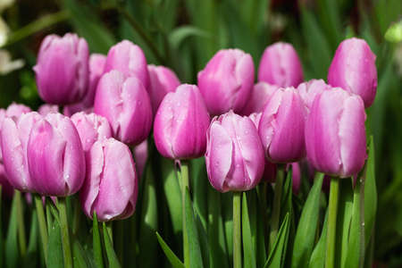 Delicate pink fresh tulips in the garden backgroundの写真素材