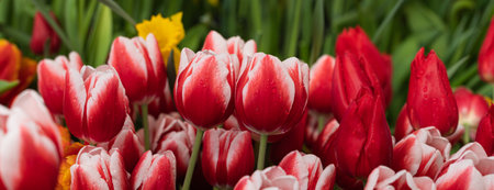 Red and white tulips flowering in the spring sunlight, soft selective focusの写真素材