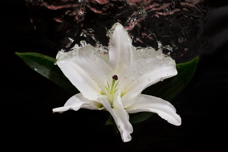 Large white flower on the liquid boundaryの写真素材