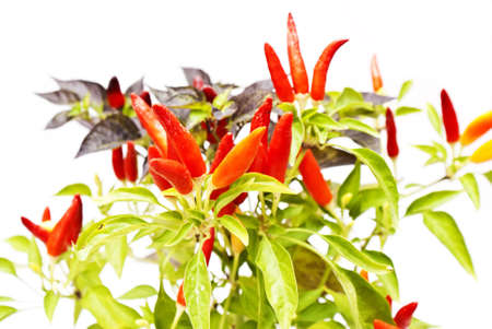 A bush hot peppers in potsherd in the house の写真素材