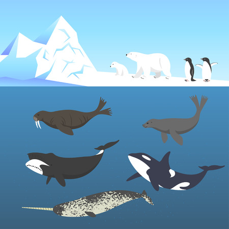 Vector set of animals living in a cold climate. Polar bear, penguin, bowhead whale, walrus, narwhal, seal, killer whale or orca.のイラスト素材