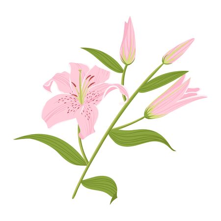 Vector illustration of beautiful lily pink flower.のイラスト素材