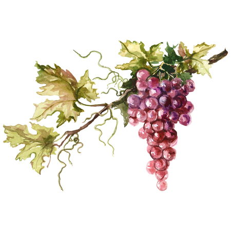 Watercolor illustration of grape branch. Raster design element.の写真素材