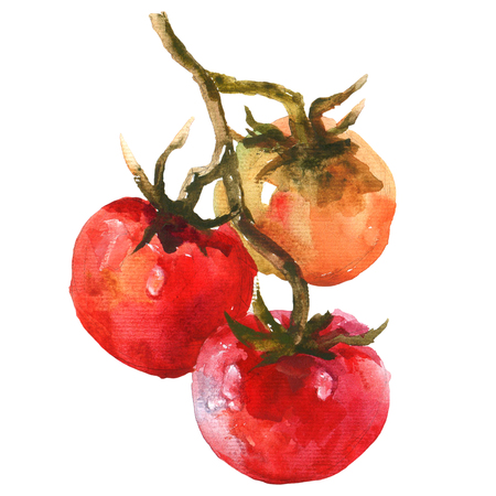Watercolor raster illustration of tomato. Raster design element.の写真素材
