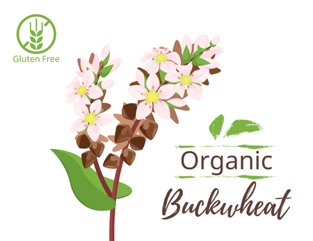 そばの実の写真 イラスト素材一覧 49 229件 ストックフォトのamanaimages Plus