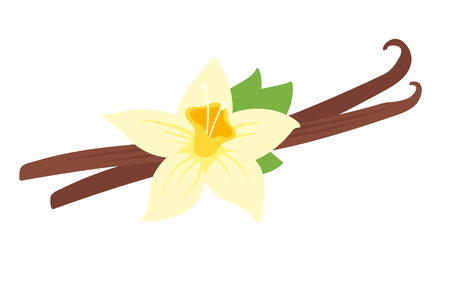 Vector cartoon style illustration of vanilla flower, isolated on white background.のイラスト素材