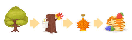 Vector cartoon illustration of producing maple syrup.のイラスト素材