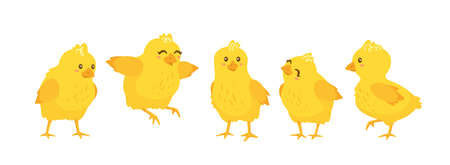 happy yellow chicks set. Vector illustration isolated