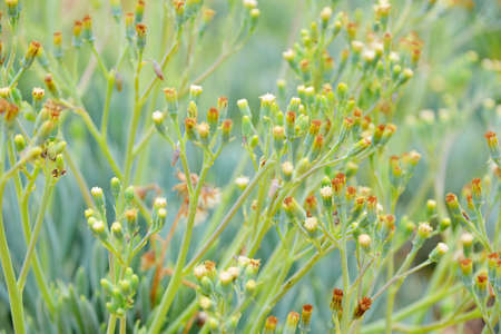 Summer Yellow Flowers