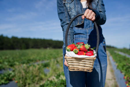 Farm girl holding basket of full strawberry standing in the field of strawberry farm. Picking own strawberry farm in Brisbane, Australia. Sweet vitamins and healthy nutrient fruits concept.の写真素材