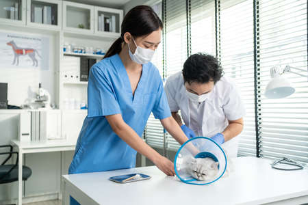 Asian veterinarian team man and woman examine cat in veterinary clinic. Vet doctor stand on...
