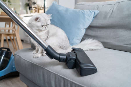 Close up hands of woman vacuuming dust and fur on sofa from little cat. Attractive beautiful female using vacuum cleaning, doing housework and chores in living room and enjoy her pet animal at home.の写真素材