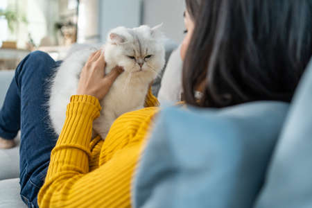 Asian woman holding and play with little cat with happiness at home. Attractive beautiful female sit...