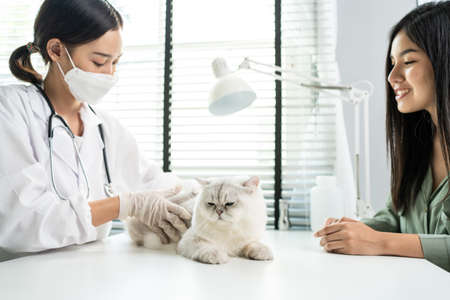 Asian veterinarian examine cat during appointment in veterinary clinic. Professional vet doctor woman sit on table, work and check on animal by stroking and calming kitten with owner in pet hospital.の写真素材