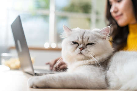 Asian attractive business woman typing on laptop and look at her cat. Young beautiful female office worker sit on table, feel happy and enjoy having her pet while work from home during pandemic time.の写真素材