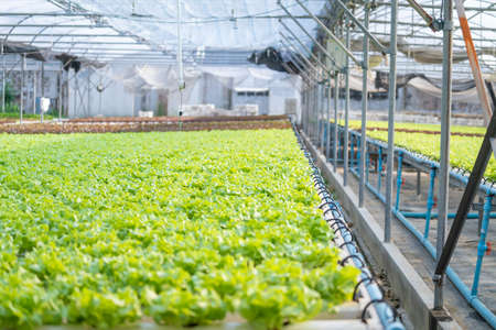 Shot of Hydroponics grown vegetables with brilliant green harvest. Soilless hydroponic vegetables salad farm control with organic hydroponics method system at greenhouse farm.の写真素材
