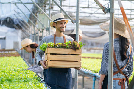 Asian couple farmers work in vegetables hydroponic farm with happiness. Attractive agriculturist young man and women harvesting green oak and lettuce put in carrying box together at green house farm.の写真素材