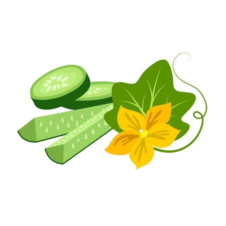 Fresh cucumber with slices on a white background. Vector illustration.のイラスト素材