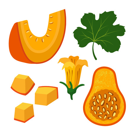 Set with pieces of pumpkin, leaf and flowering pumpkin. Isolated objects on white background.のイラスト素材