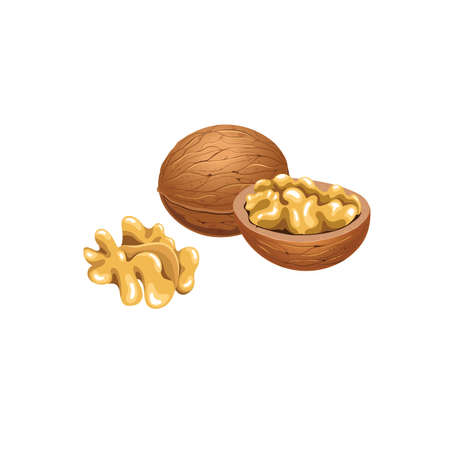 Vector set with walnuts in the shell and withoutのイラスト素材