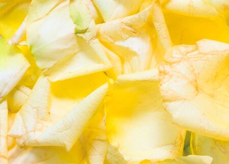 Yellow Rose petal backgroundの写真素材