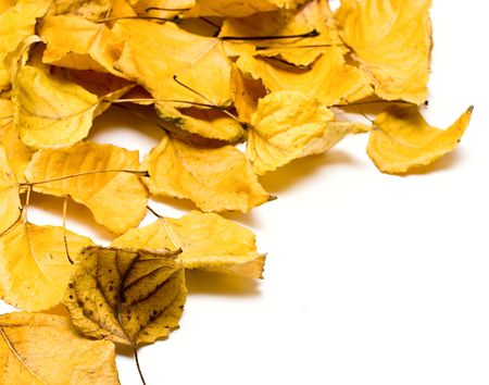 Dry fall leafs isolated on whiteの写真素材