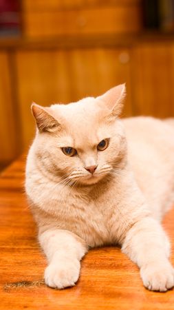 English sleek-haired cat for your designの写真素材