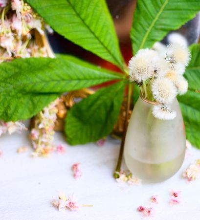 Dandelions in vase and leaf for your designの写真素材
