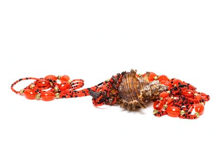 Ocean cockleshell isolated on whiteの写真素材