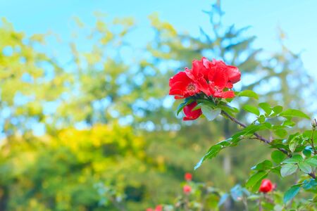 Flower background for your designの写真素材