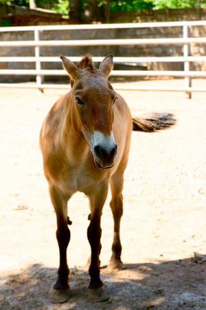 Przevalsky's horse background for your designの写真素材