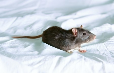 Small Rat isolated on whiteの写真素材