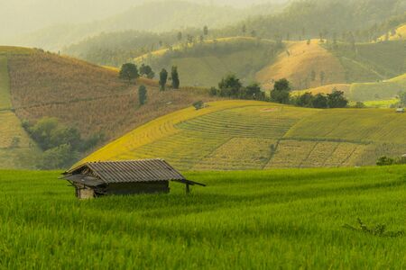Painting rice field, Chiang Mai Thailand