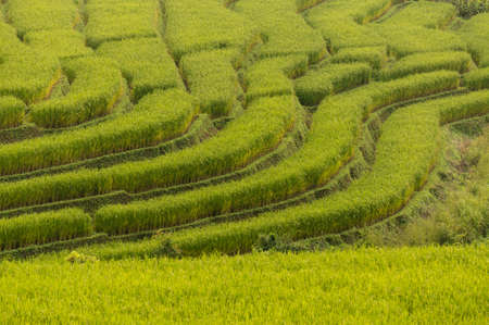 Rice terrace pattern at Ban Pa Pong Piang, Chiang Mai